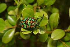 Poecilocoris splendidulus