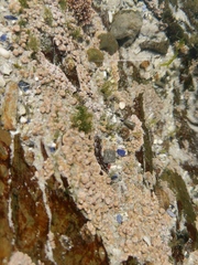 Spongites yendoi