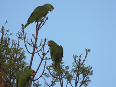 Amazona finschi × viridigenalis