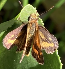 Taractrocera papyria agraulia