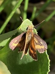 Taractrocera papyria agraulia
