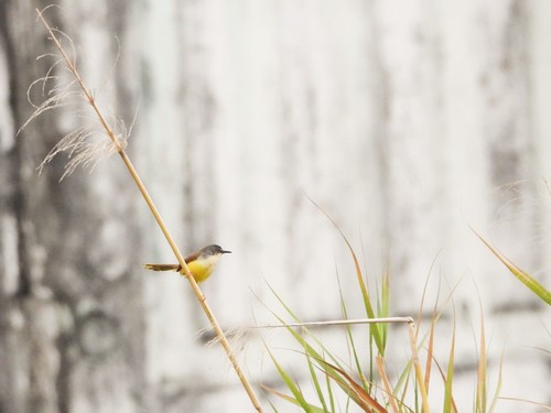 Yellow-bellied Prinia (Prinia flaviventris), photo 3