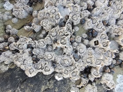 Chthamalus antennatus