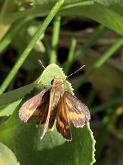 Taractrocera papyria agraulia