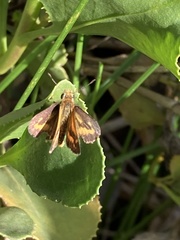 Taractrocera papyria agraulia