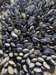 Choromytilus meridionalis