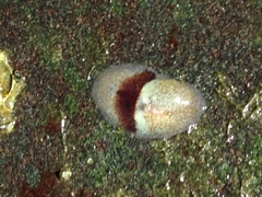 Notoplana sanguinea