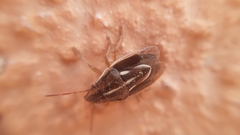 Aelia albovittata