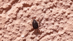 Aelia albovittata
