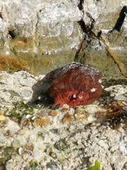 Actinia ebhayiensis
