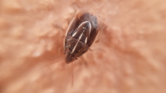Aelia albovittata