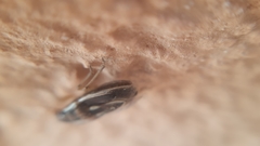Aelia albovittata