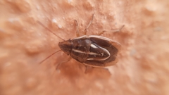 Aelia albovittata
