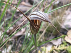 Pterostylis coccina