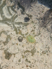 Scutellastra longicosta