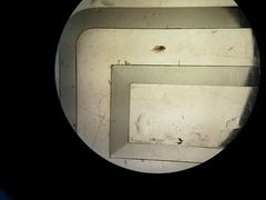 Daphnia