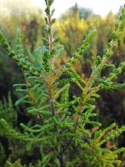 Dicerothamnus