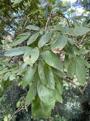 Combretaceae