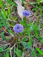 Globularia bisnagarica