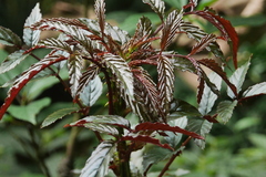 Rubus cardotii
