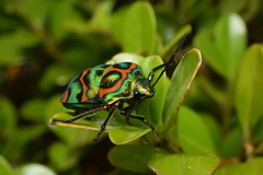 Poecilocoris splendidulus