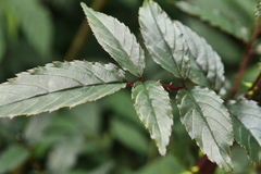 Rubus cardotii
