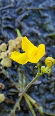Utricularia inflata