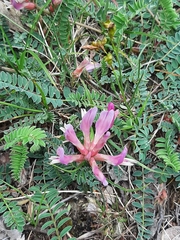 Astragalus monspessulanus