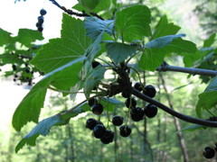 Ribes altissimum