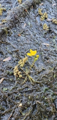 Utricularia inflata