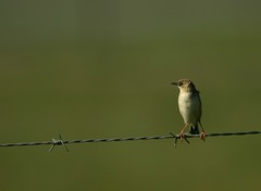 Cisticola cinnamomeus