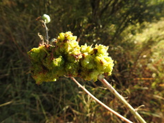 Aceria aloinis