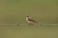 Crithagra citrinipectus