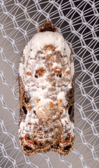 Acleris nivisellana