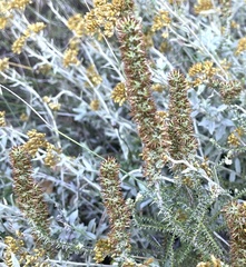 Seriphium cinereum