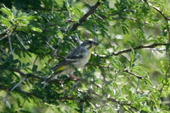 Crithagra citrinipectus