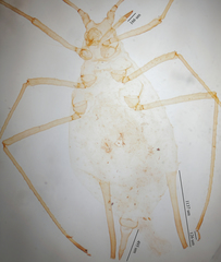 Uroleucon erigeronense