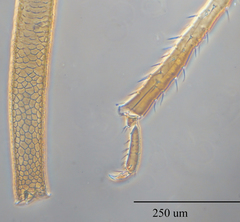 Uroleucon erigeronense