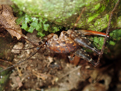 Macropathini