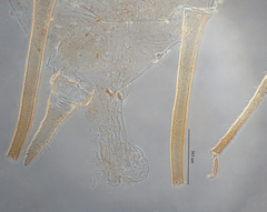 Uroleucon erigeronense