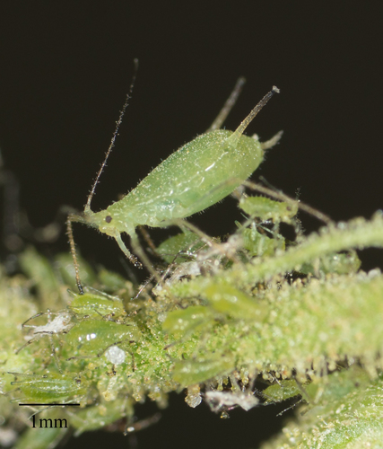 Large fleabane daisy aphid photo 3