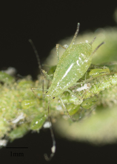 Uroleucon erigeronense