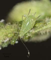 Uroleucon erigeronense