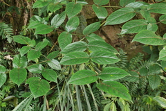Aralia armata