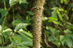 Aralia armata