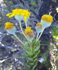 Euryops algoensis