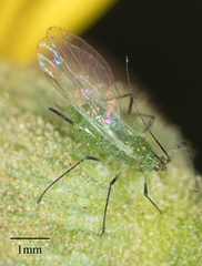 Uroleucon erigeronense