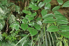 Aralia armata