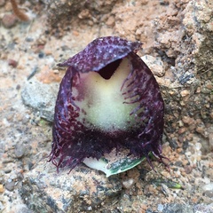Corybas hispidus