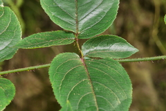 Aralia armata